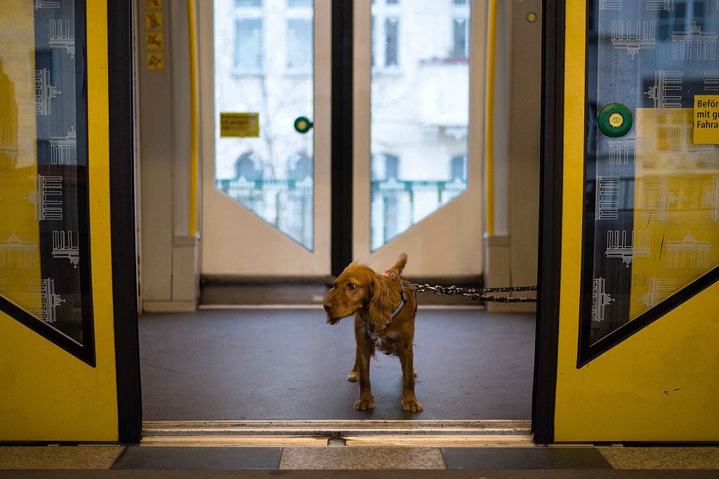 A dog travels by subway