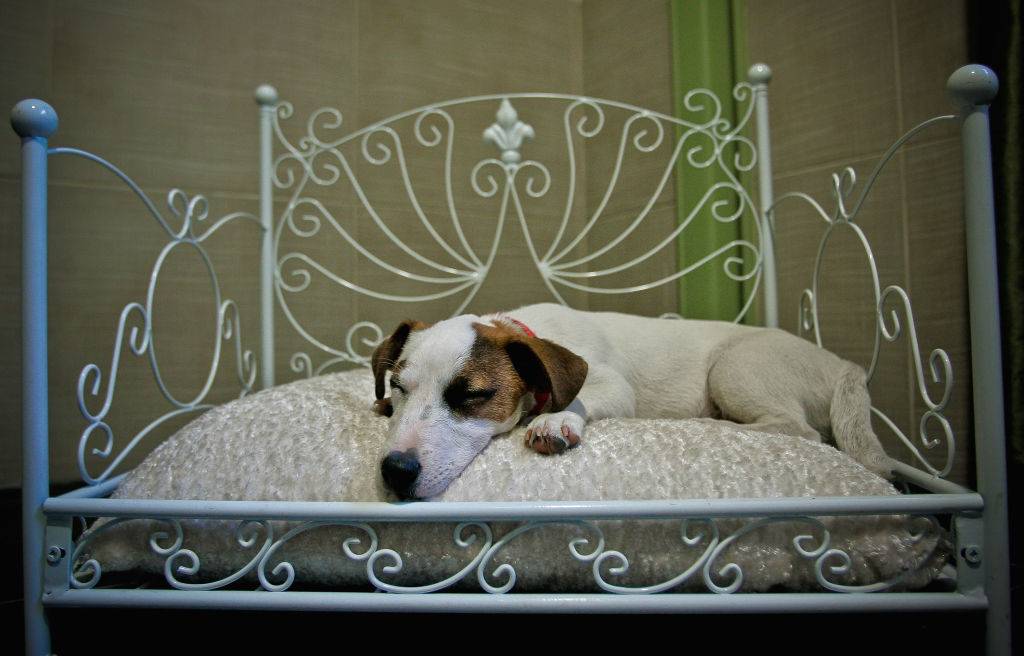 a Jack Russell terrier sleeps in bed