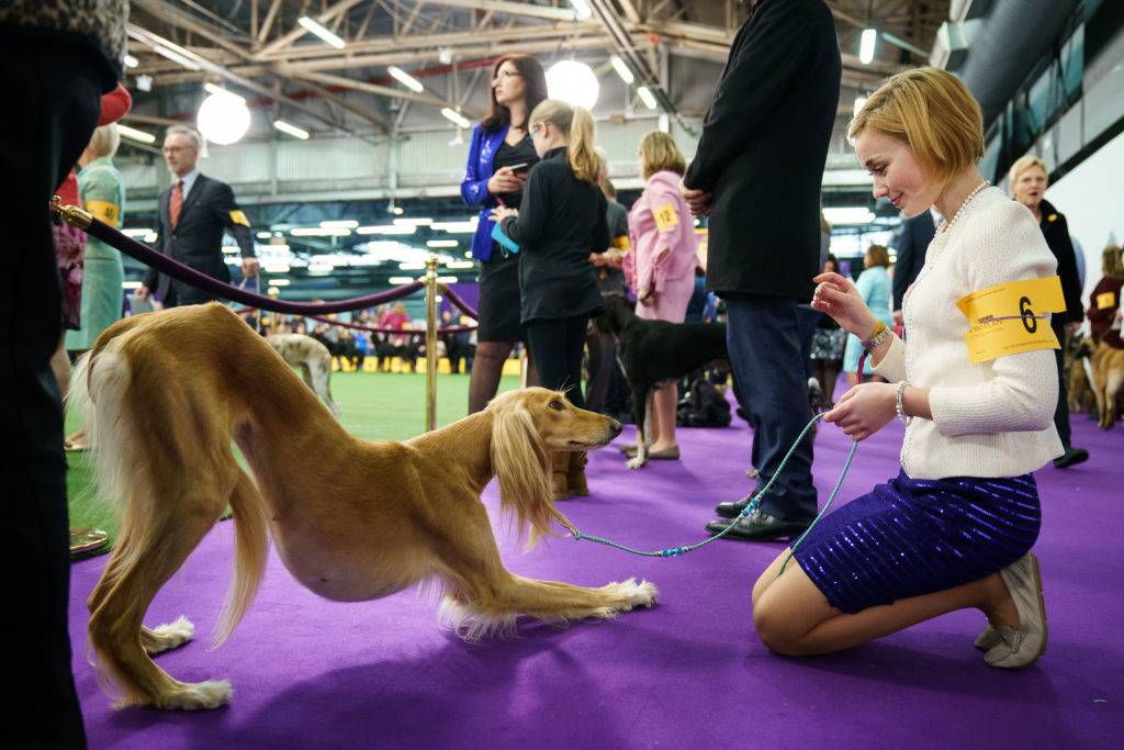 A Saluki dog stretches while waiting to compete with a trainer