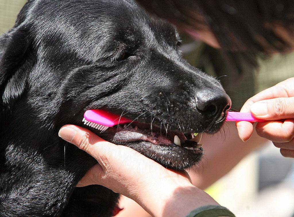 a Labrador Retriever receives a teeth brushing