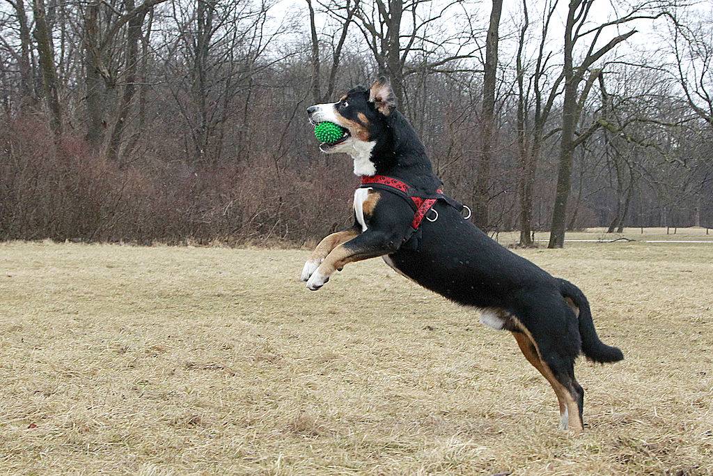 a dog catching a green ball in a park