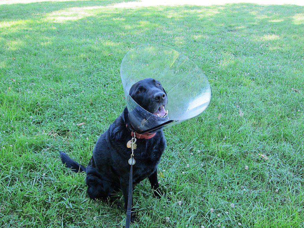 a black lab wearing a plastic cone on the grass