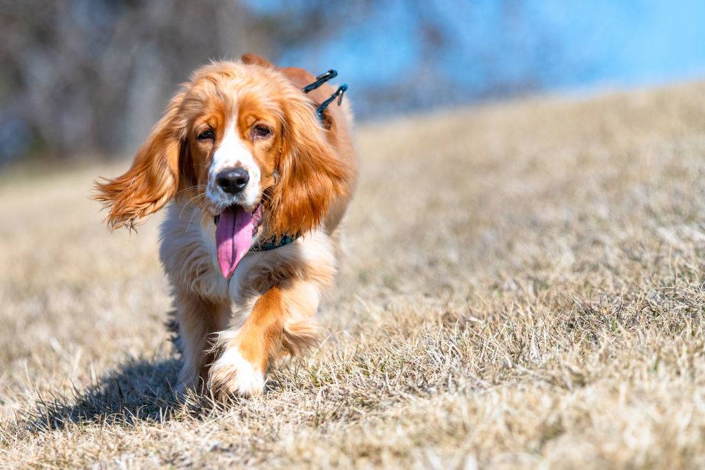 Cocker Spaniel dog going down a hill