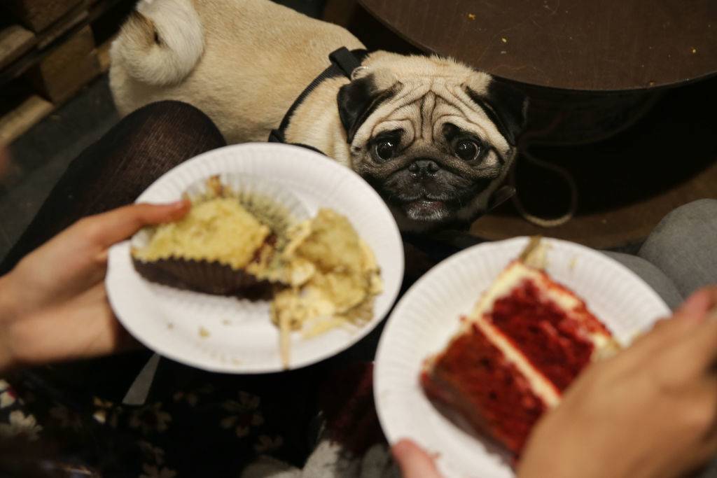 A pug dog stares at visitors eating cake