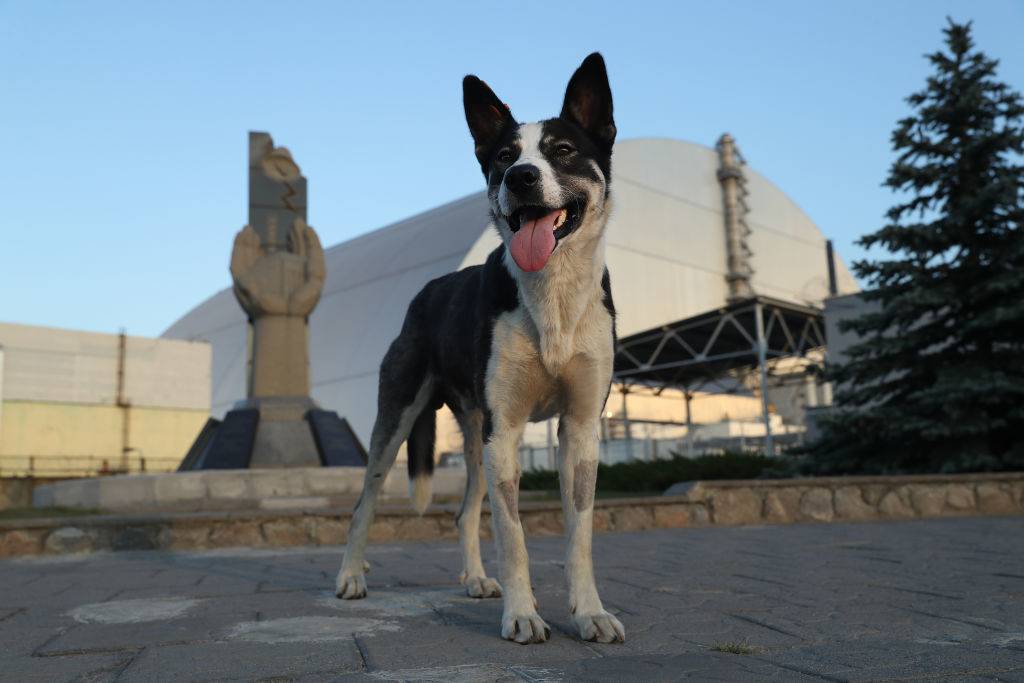 A stray dog stands at a monument