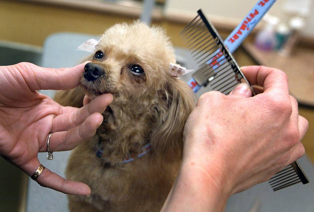 groomer combs the hair of a teacup poodle