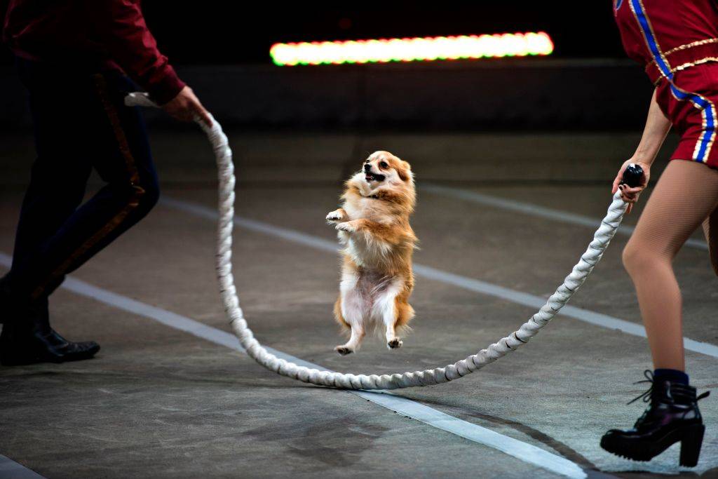 a small dog jumping over a white rope