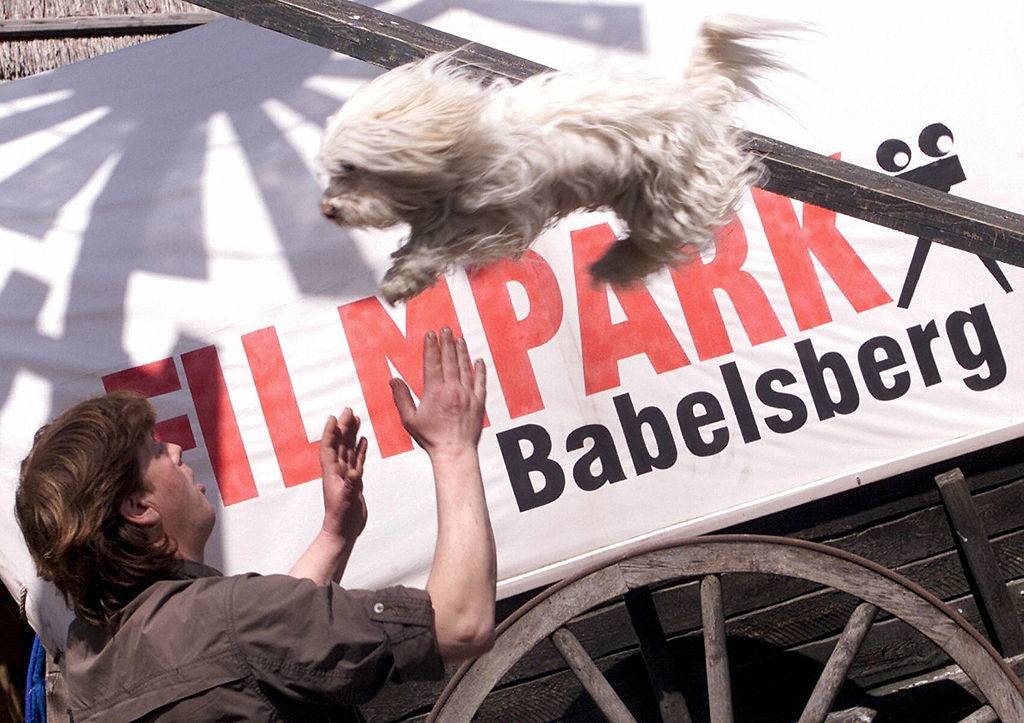 a dog jumping in the air into the arms of a man