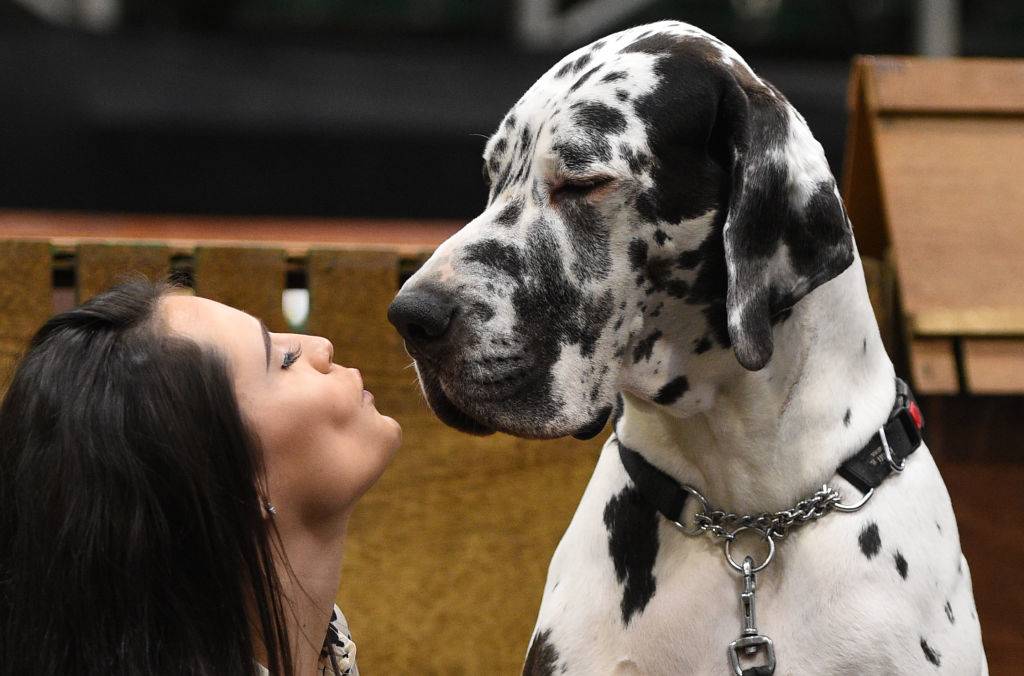 An owner kisses her Great Dane