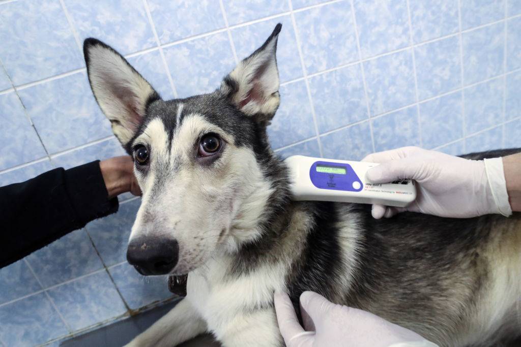 A pet microchip scanner identifying a dog's unique code