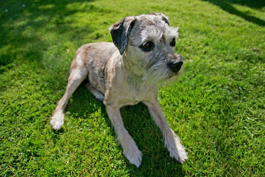 a border terrier sitting on the grass outside
