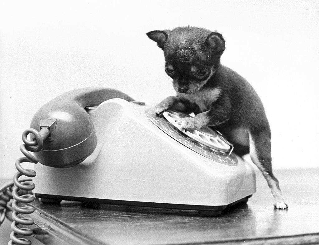 a tiny dog dialing a rotary phone