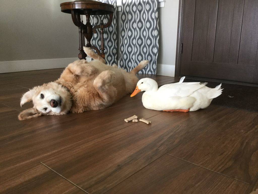 a golden retriever rolling over next to a duck