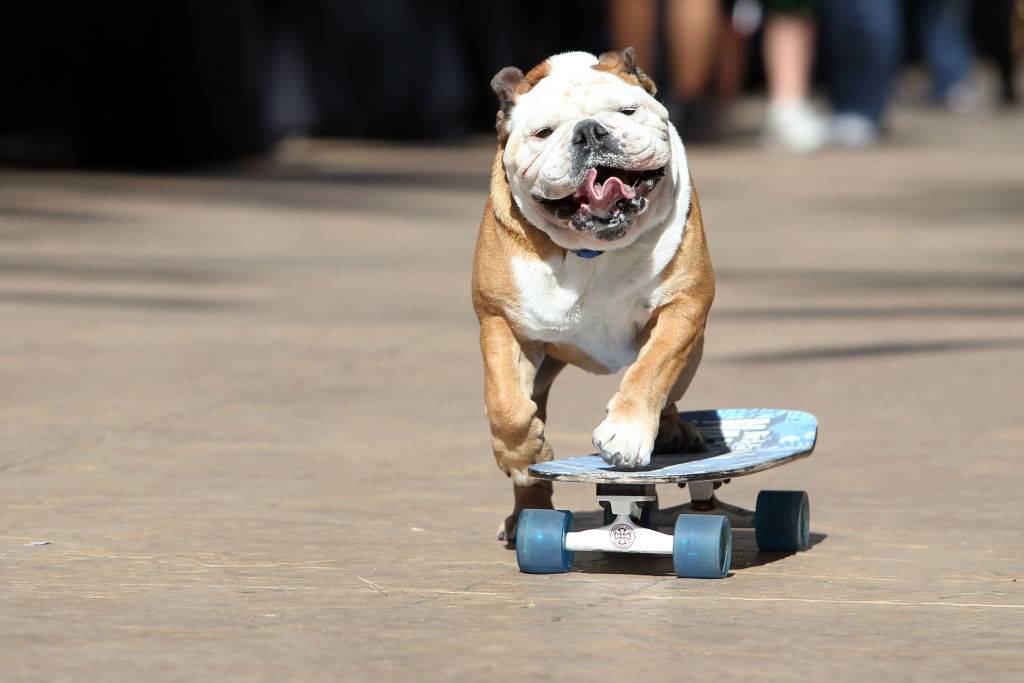 a dog riding a skateboard