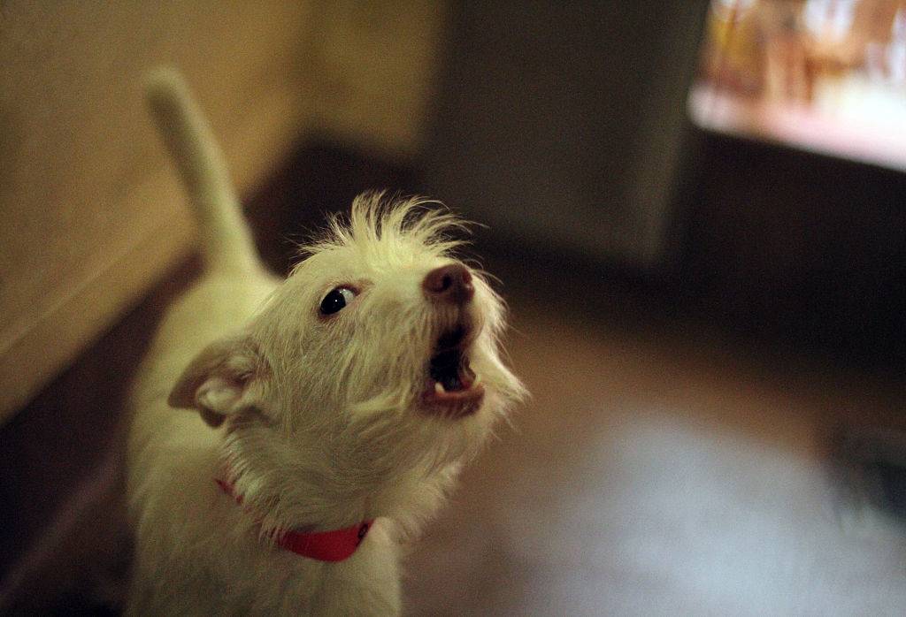 A little white Terrier mix barking