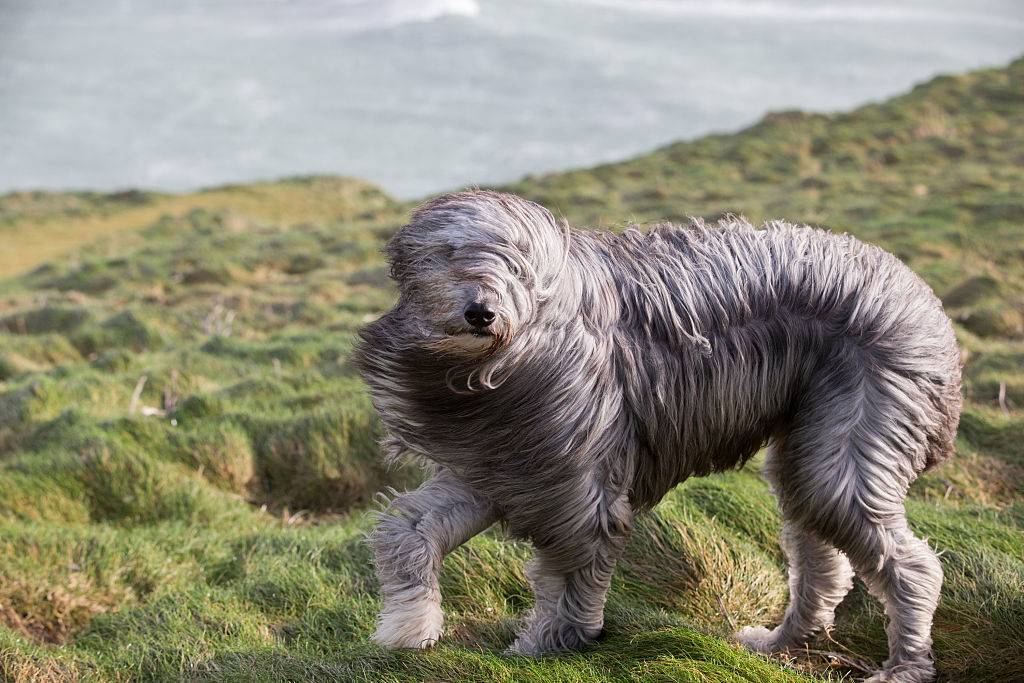 dog spinning around in the wind on a grass field
