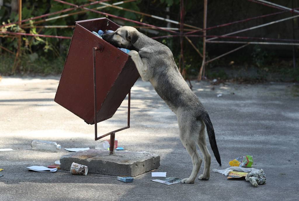 stray dog sniffs for food in a trash can