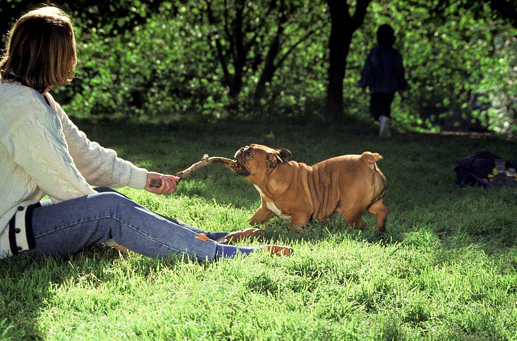 a woman and a bulldog playing tug of war with a branch in the park
