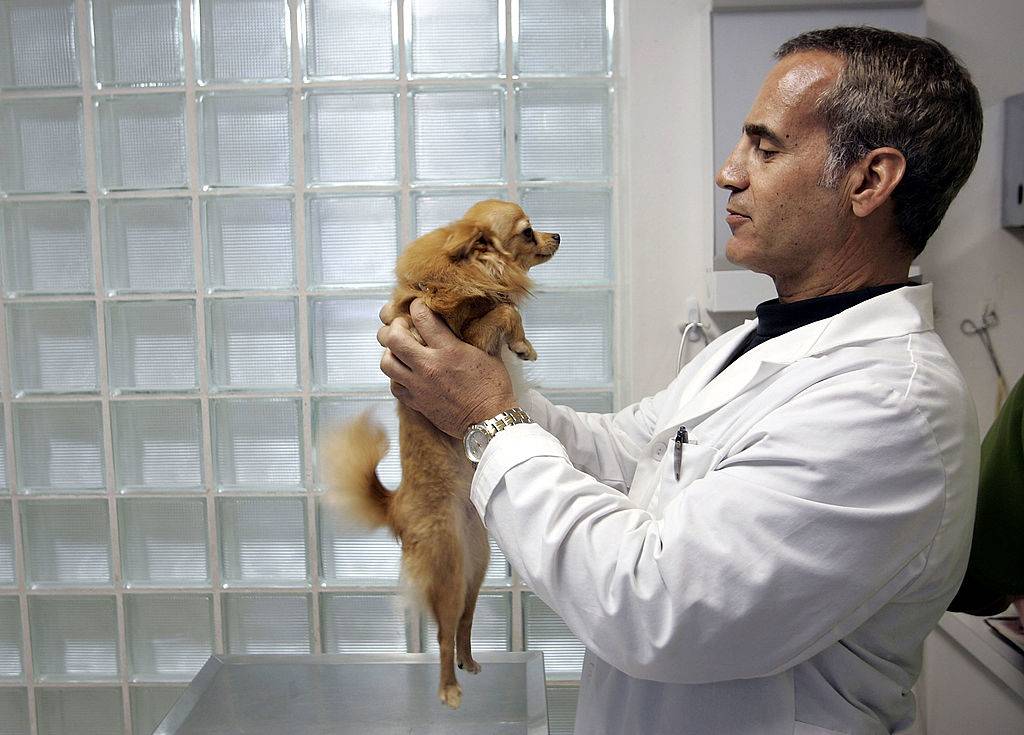 a vet holding up a small dog