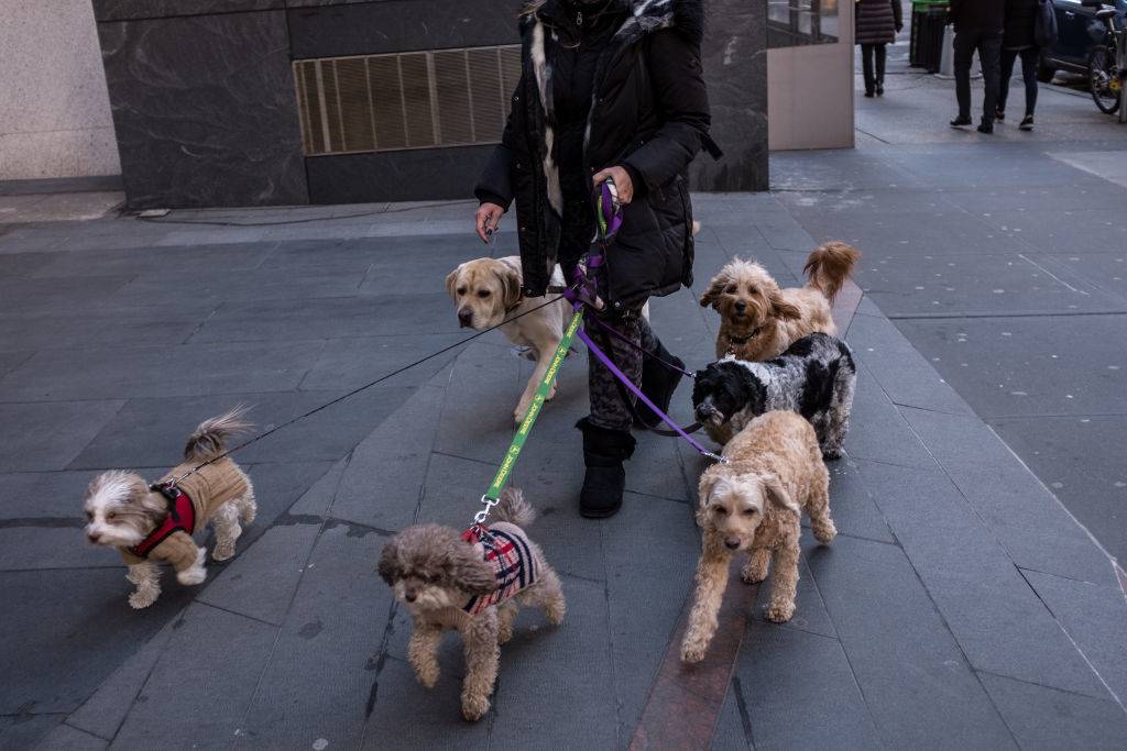 A woman takes multiple dogs for a walk
