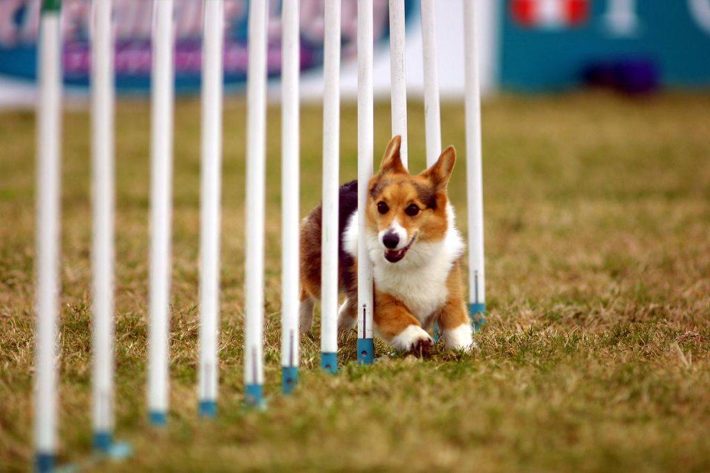 a corgi dog weaving through white rods