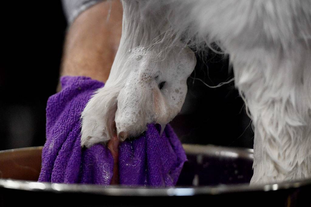 A groomer washes the paws of a white dog
