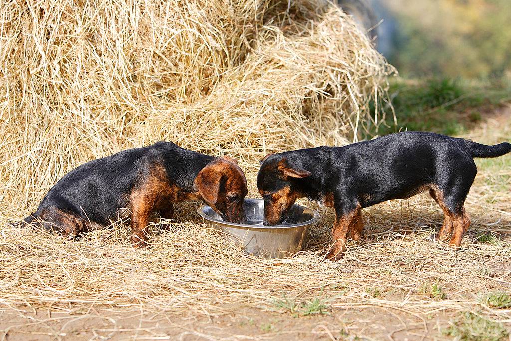 Black and tan Jack Russell puppies drink from a big water bowl on top of hay bails