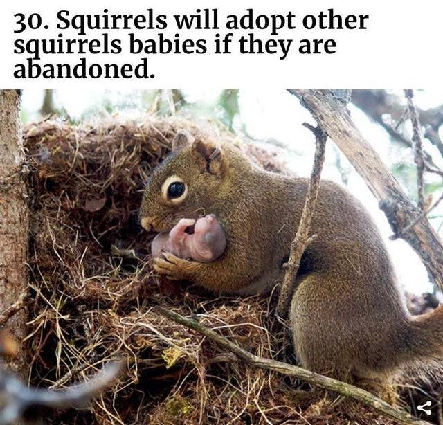 squirrel