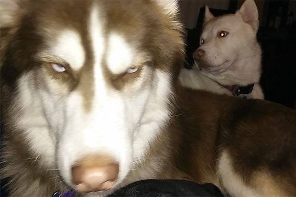 fed-up-husky