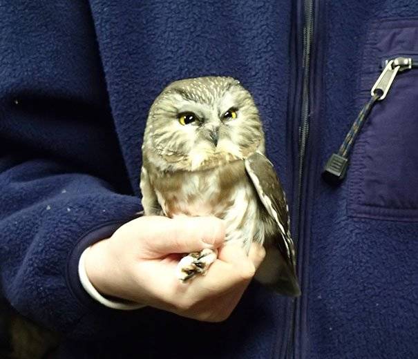 judgmental-owl