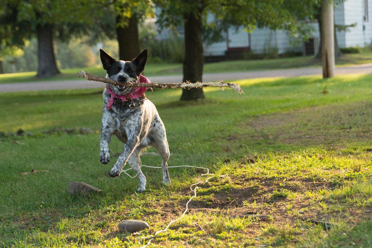 australian-cattle-dog
