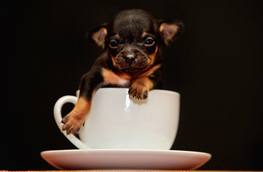 a puppy inside a teacup