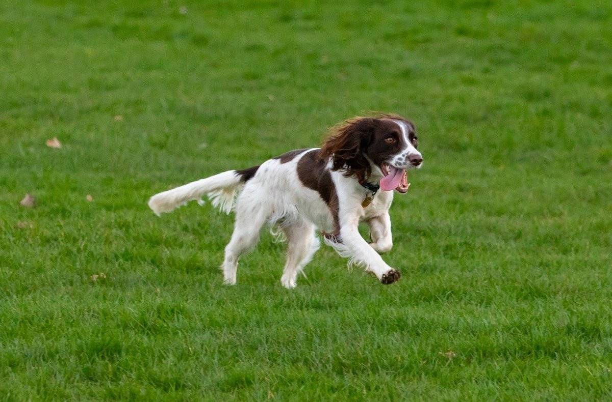 springer-spaniel