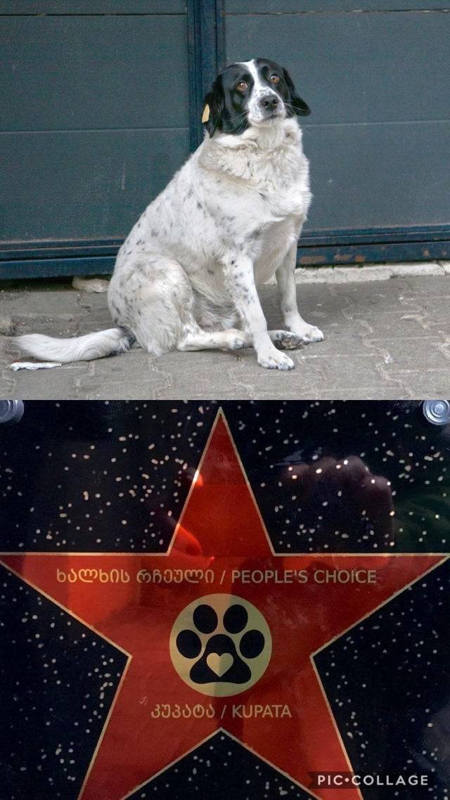 dog star