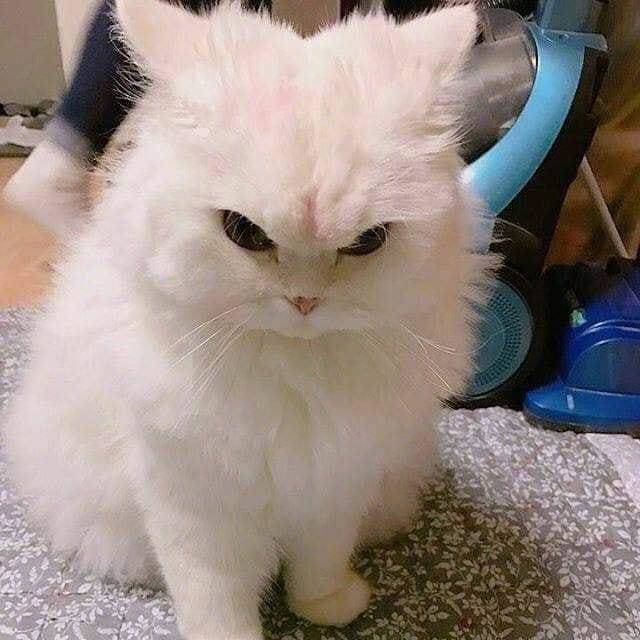 tough-cat-01
