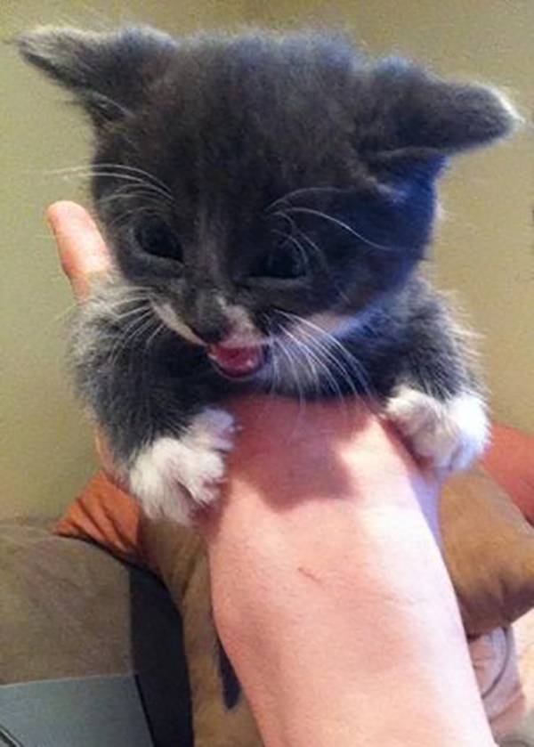 tough-kitten