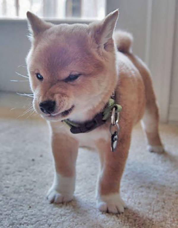 tough-puppy-01