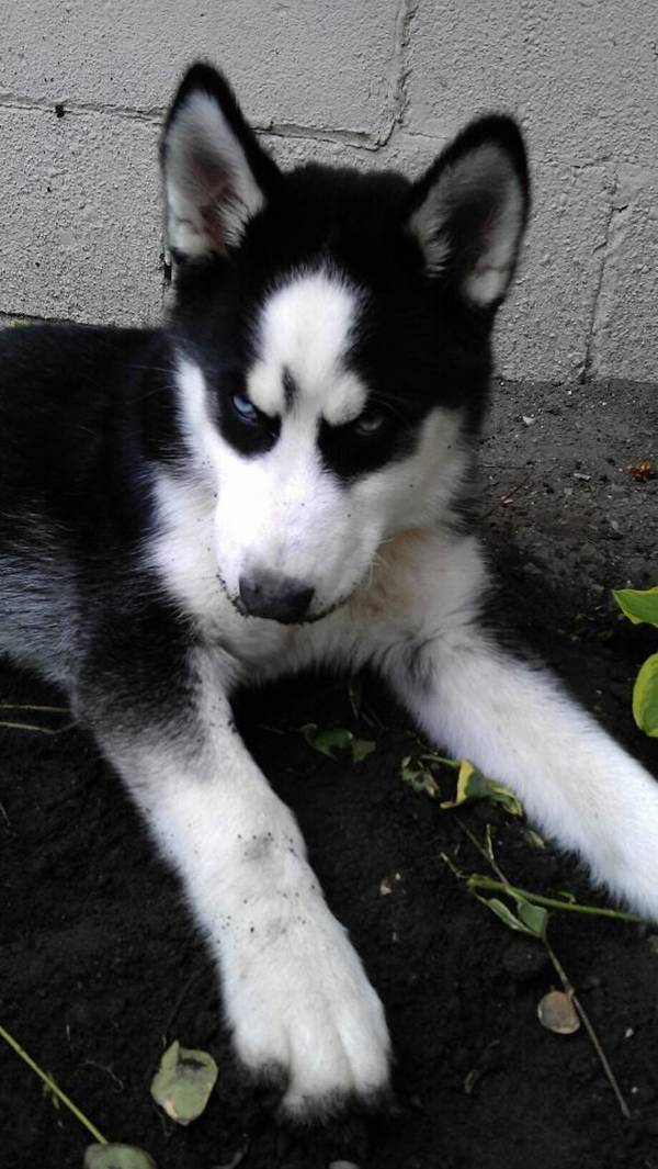 tough-puppy-05