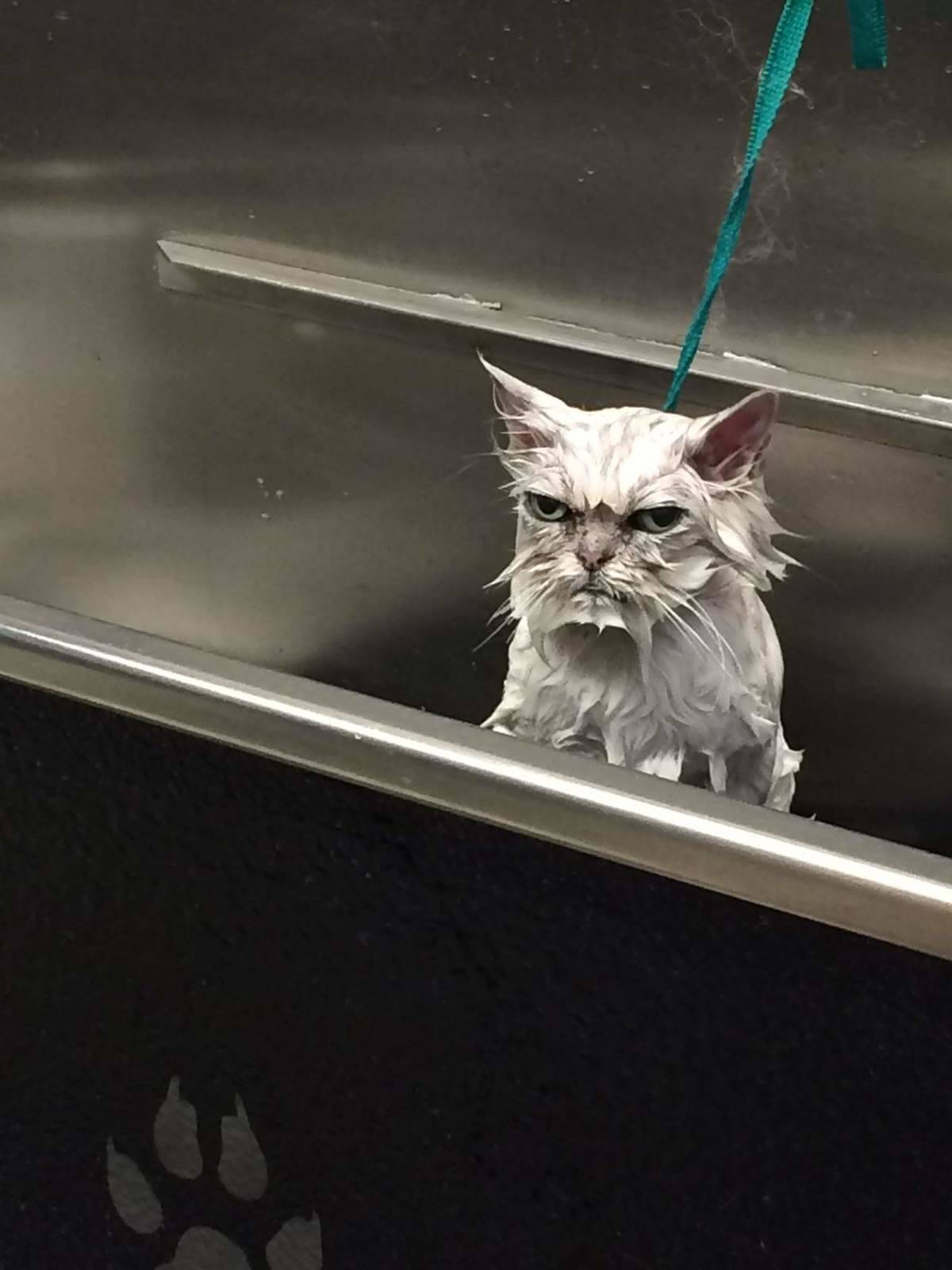 wet-angry-cat-01