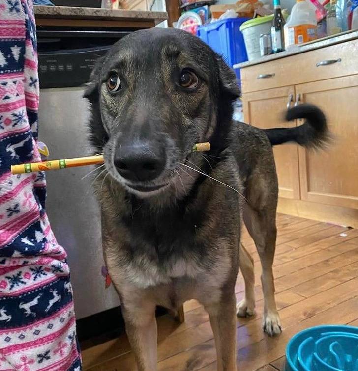 dog pencil