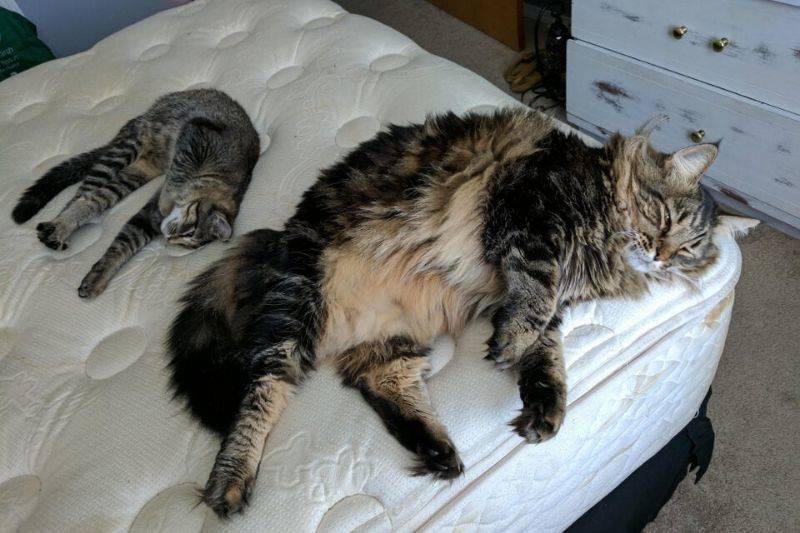 two different kinds of cats