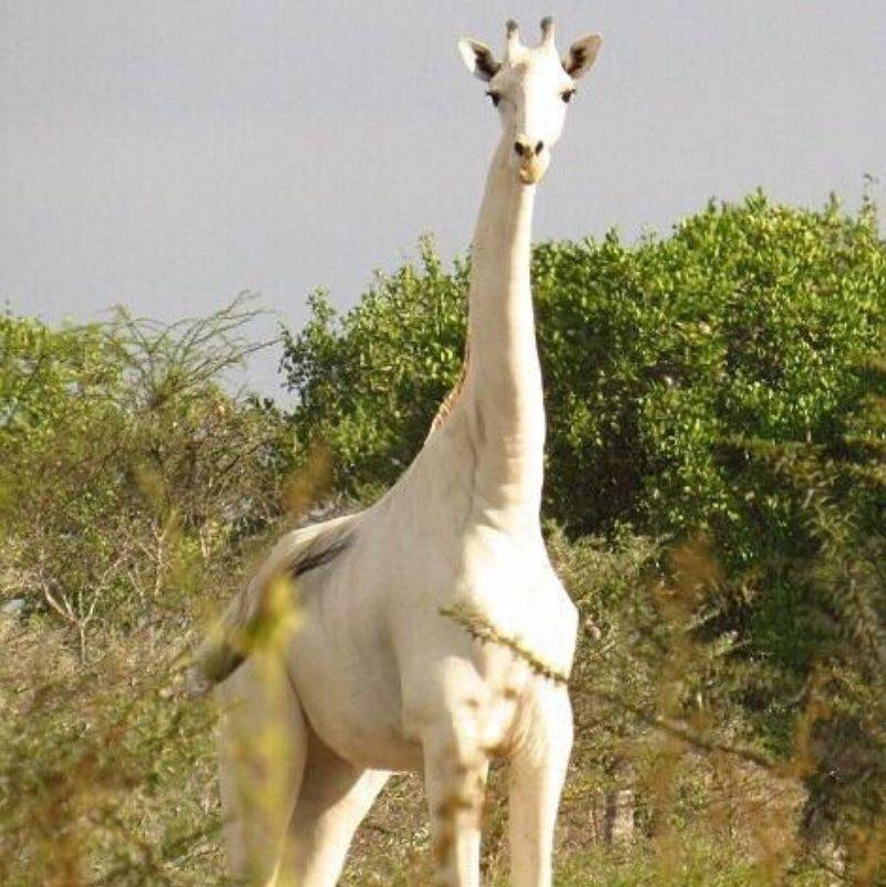 an albino giraffe