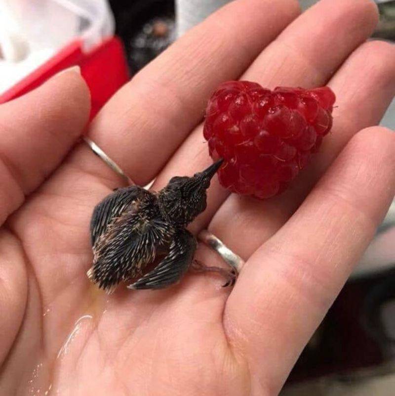 a hummingbird drinking raspberries