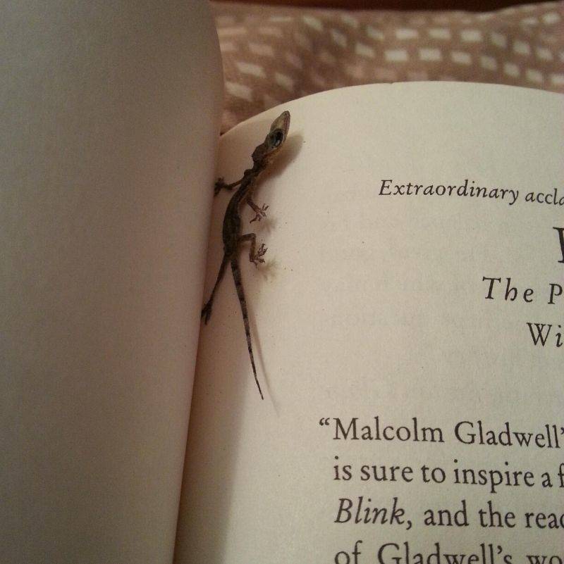a lizard that squished by a book