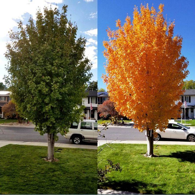 the same tree in different seasons