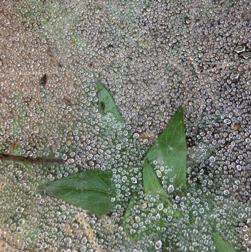 dew all over a spider web