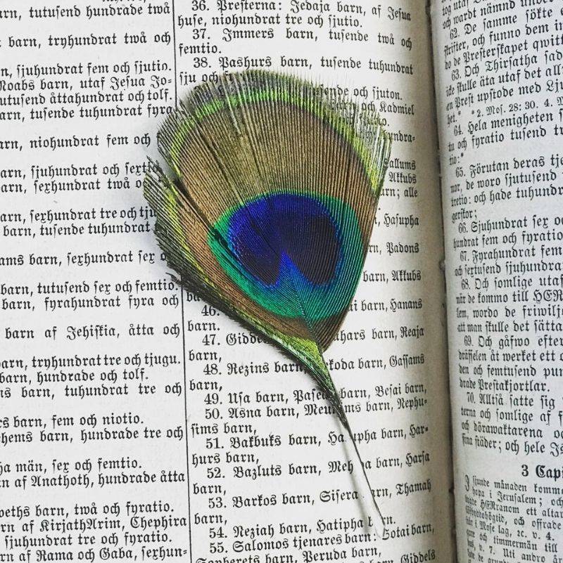 a peacock feather in a book from the1860's