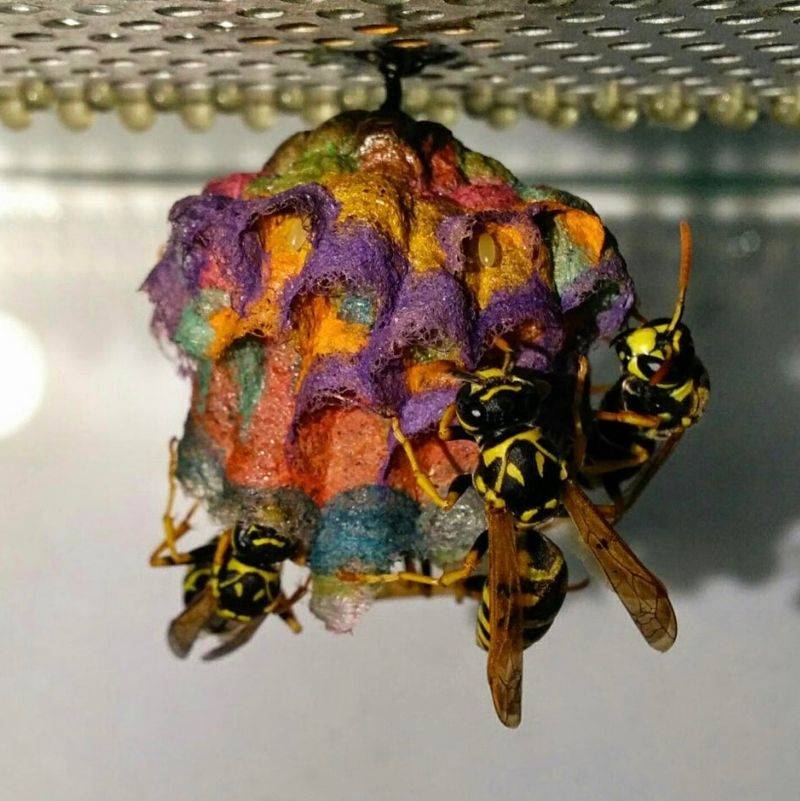 wasps making a nest out of construction paper