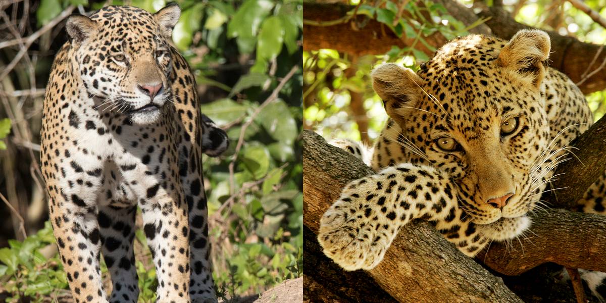 Jaguar Vs. Leopards
