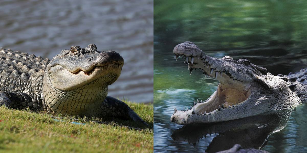 Alligator Vs. Crocodile